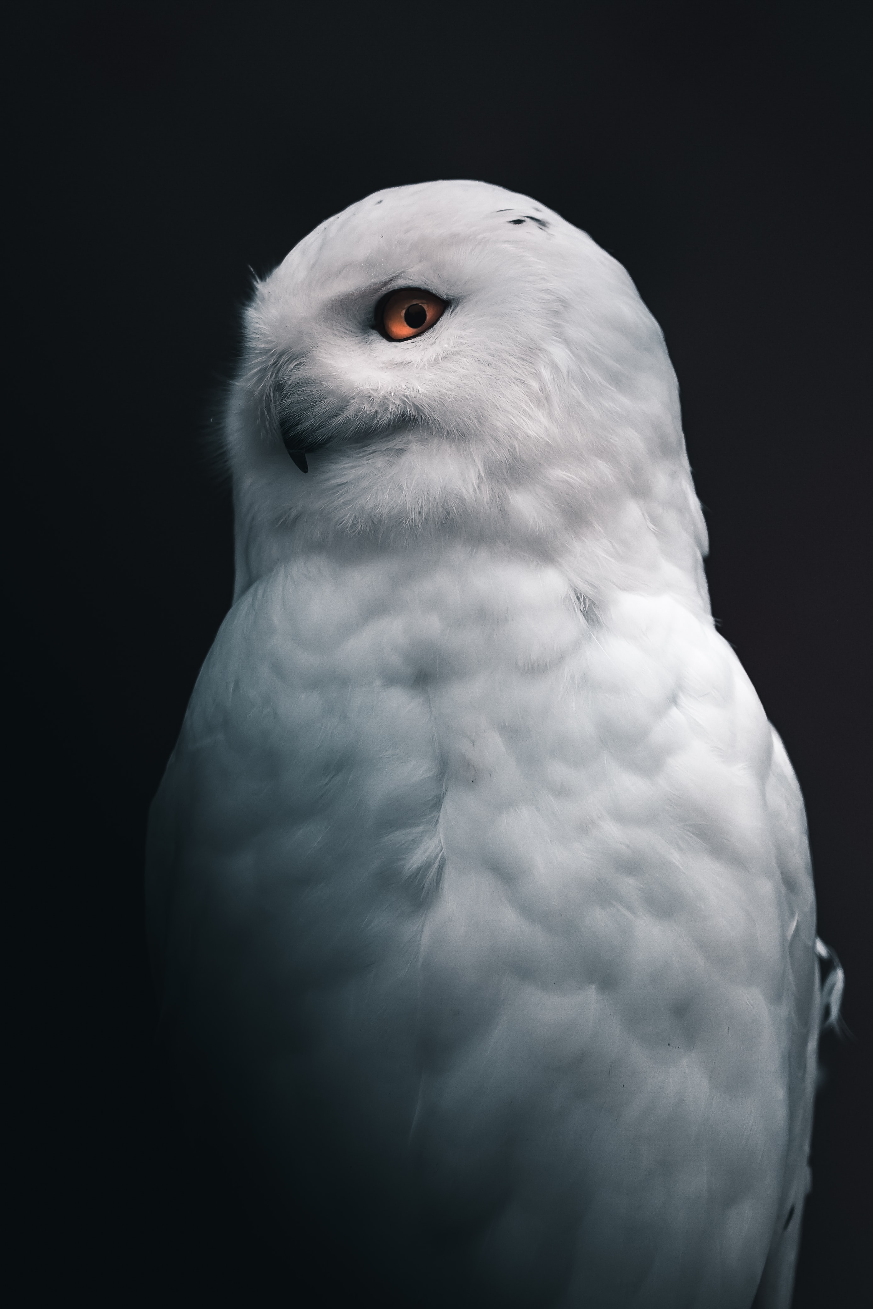 Owl Phone Wallpapers