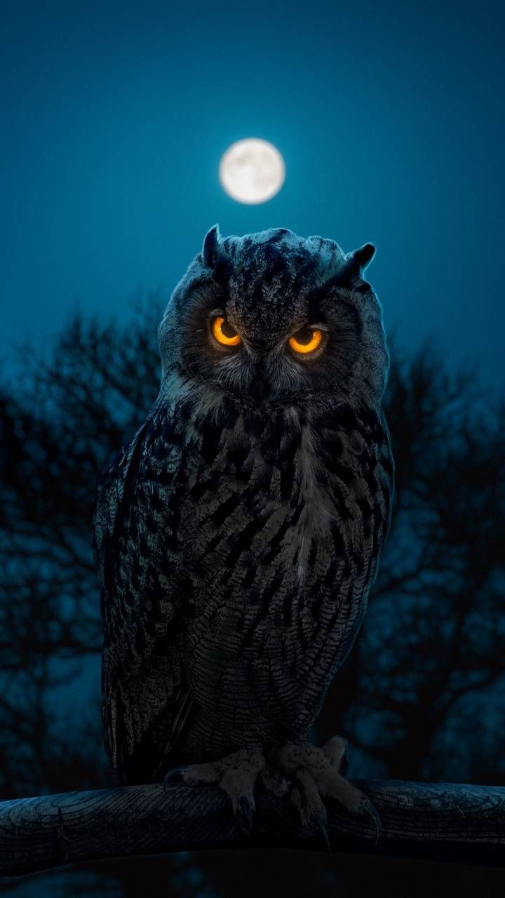 Owl Phone Wallpapers