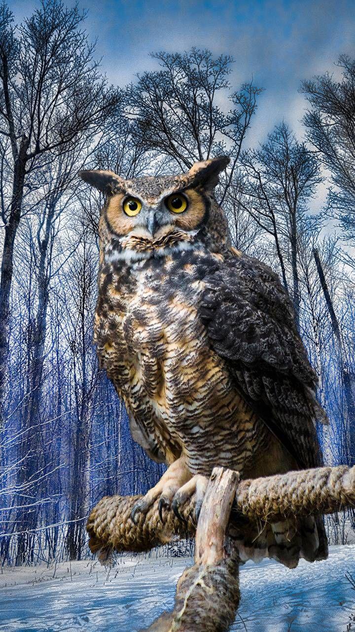 Owl Phone Wallpapers