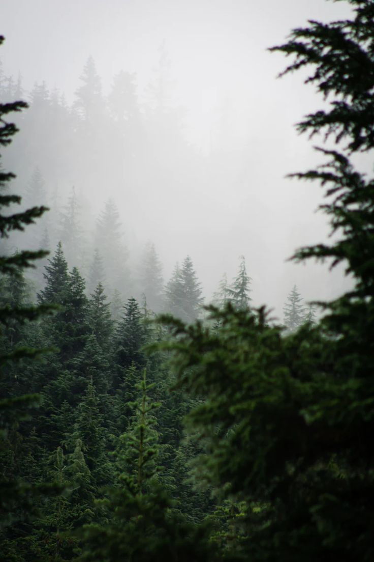 Pacific Northwest Forest Wallpapers