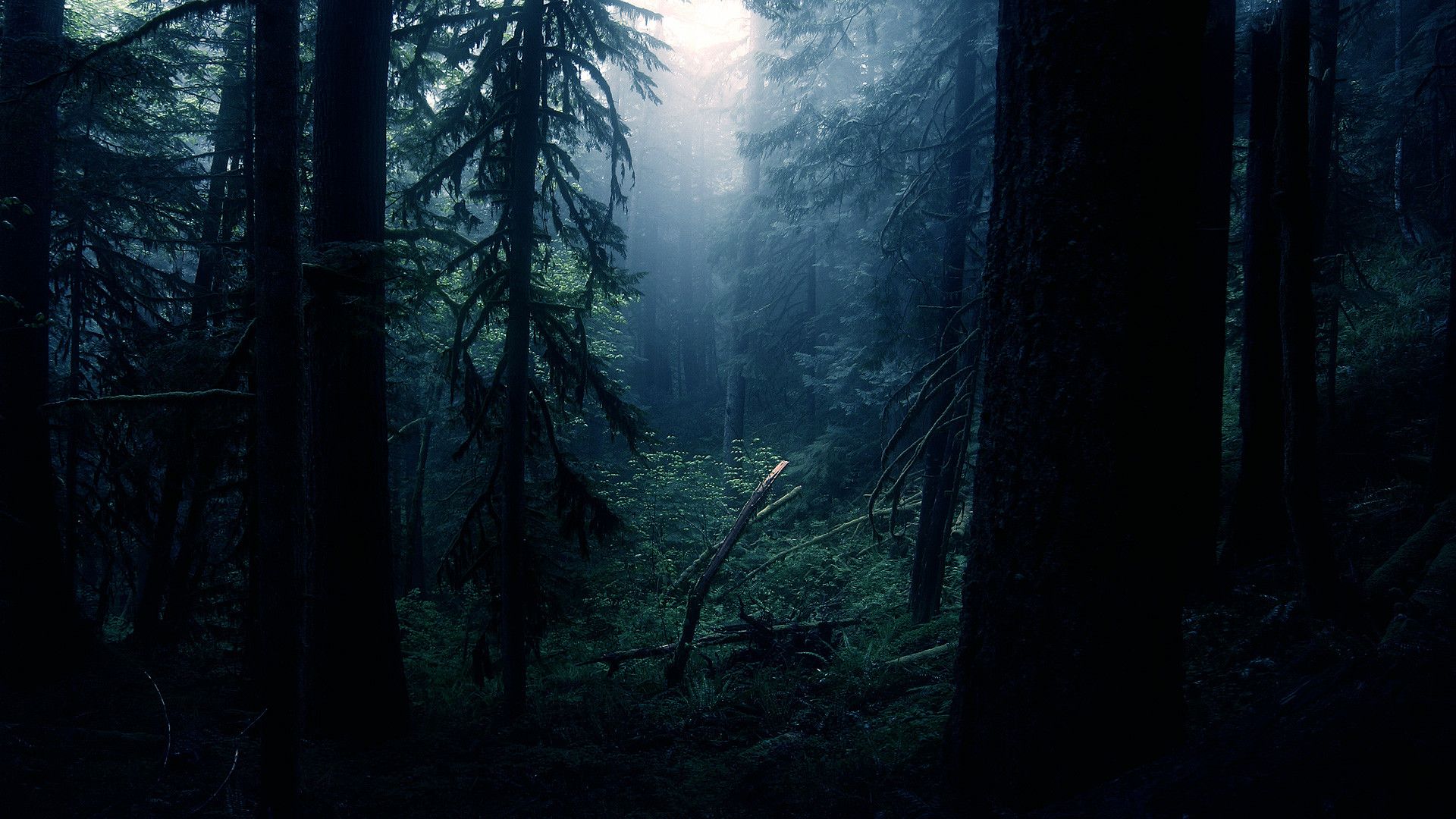 Pacific Northwest Forest Wallpapers