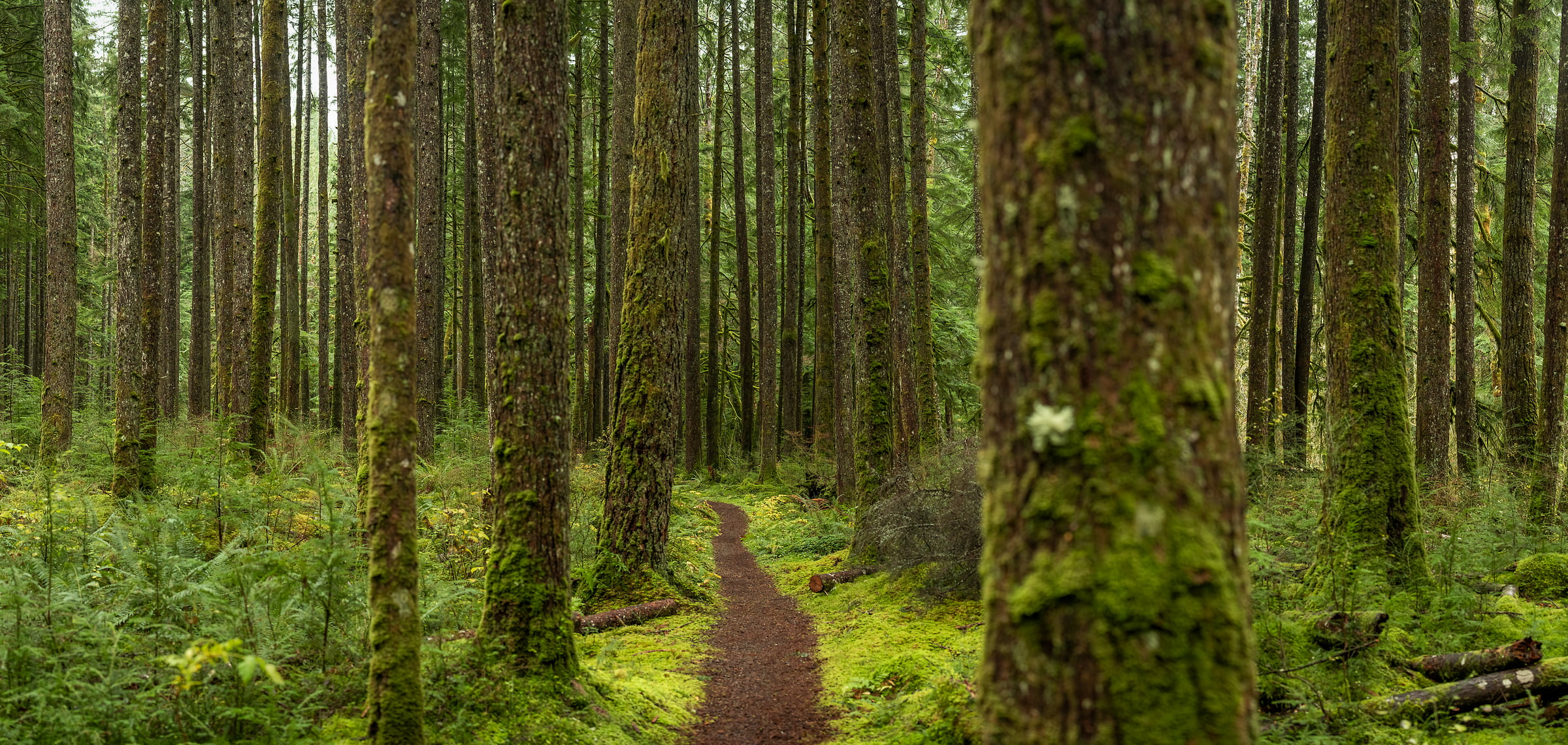 Pacific Northwest Forest Wallpapers