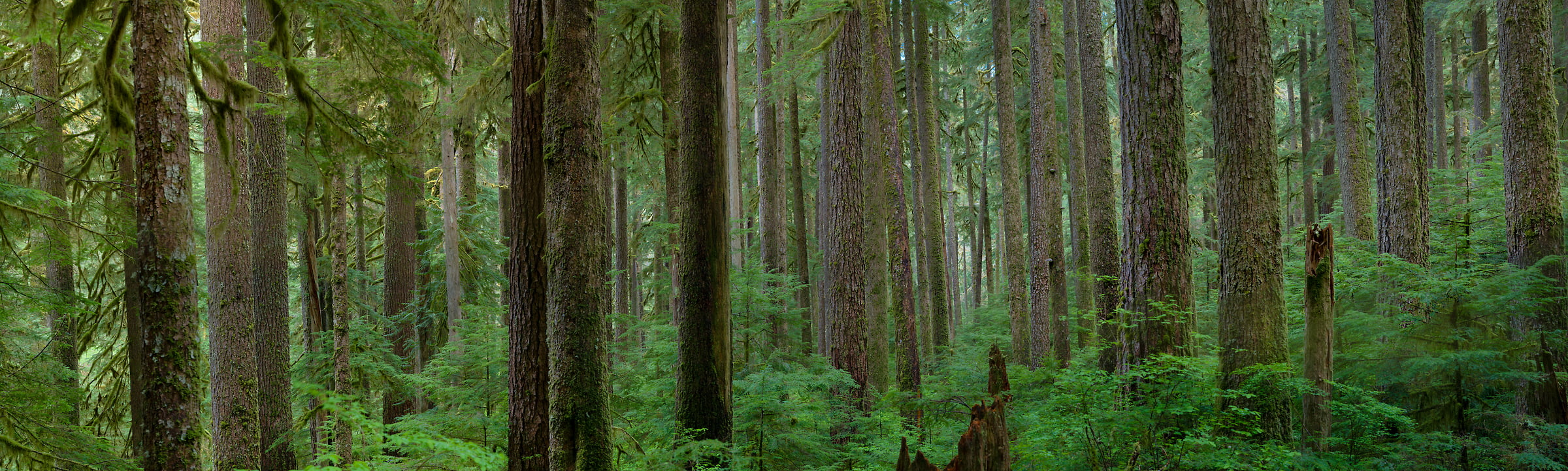 Pacific Northwest Forest Wallpapers