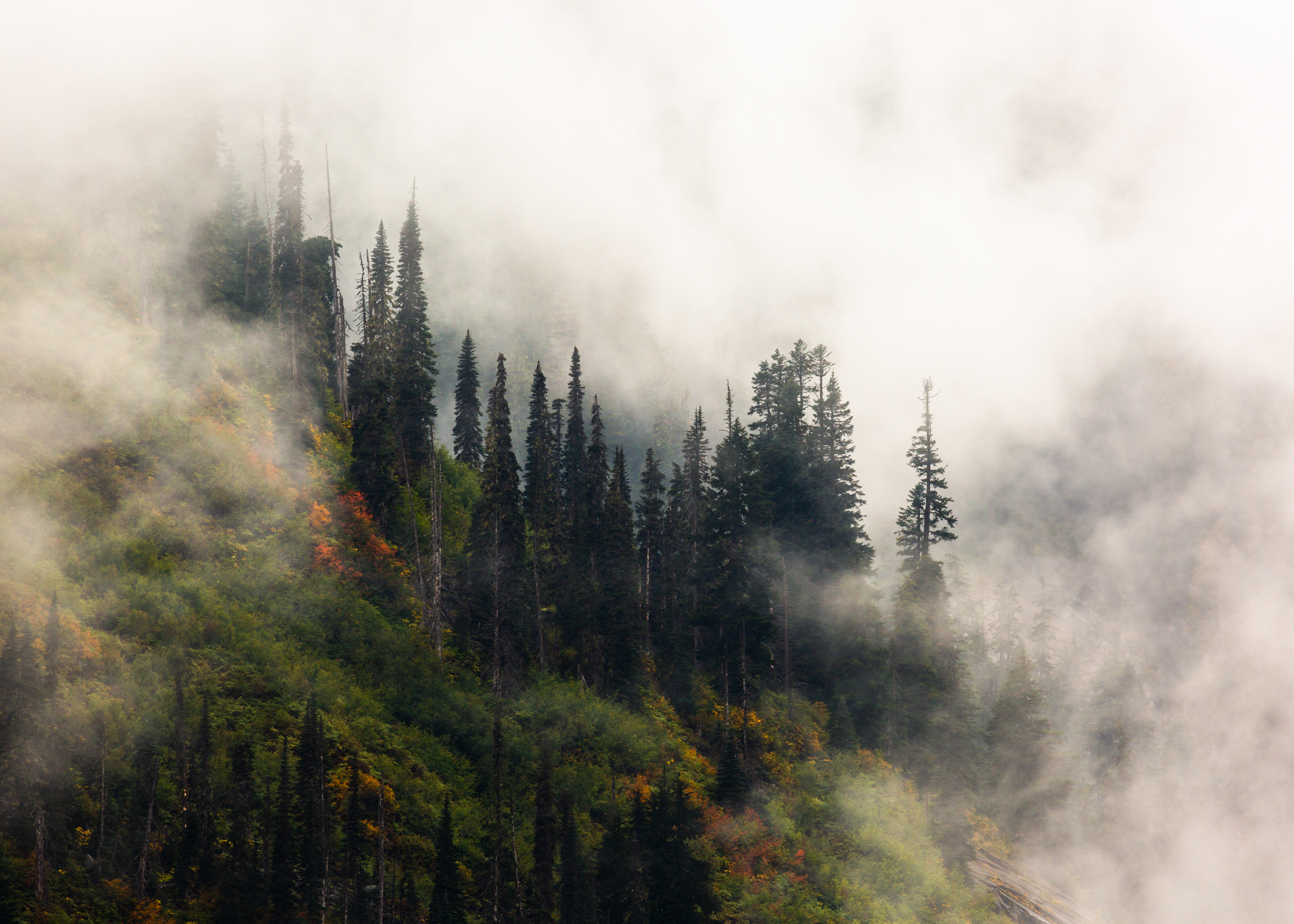 Pacific Northwest Forest Wallpapers