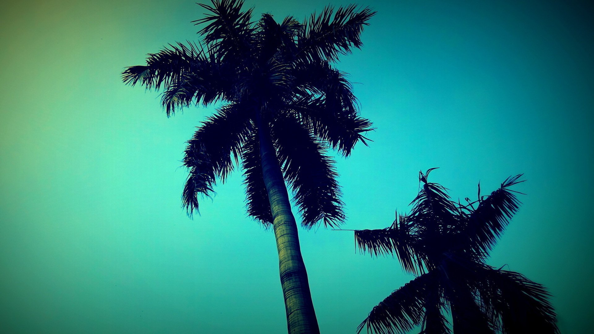 Palm Tree Screensaver Wallpapers