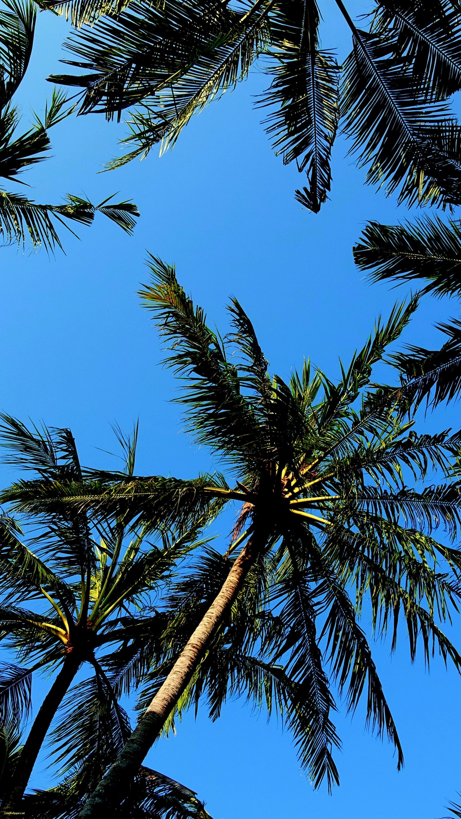 Palm Tree Screensaver Wallpapers