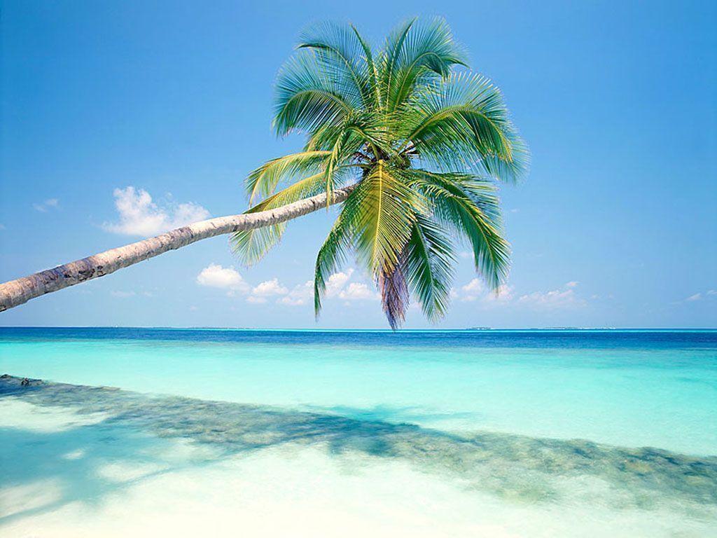 Palm Tree Screensaver Wallpapers