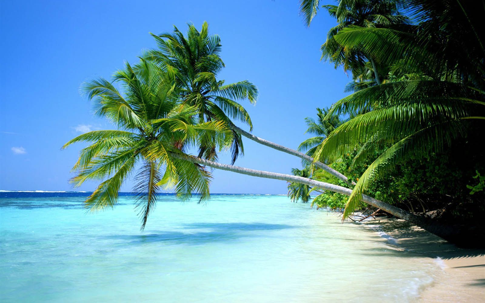 Palm Tree Screensaver Wallpapers