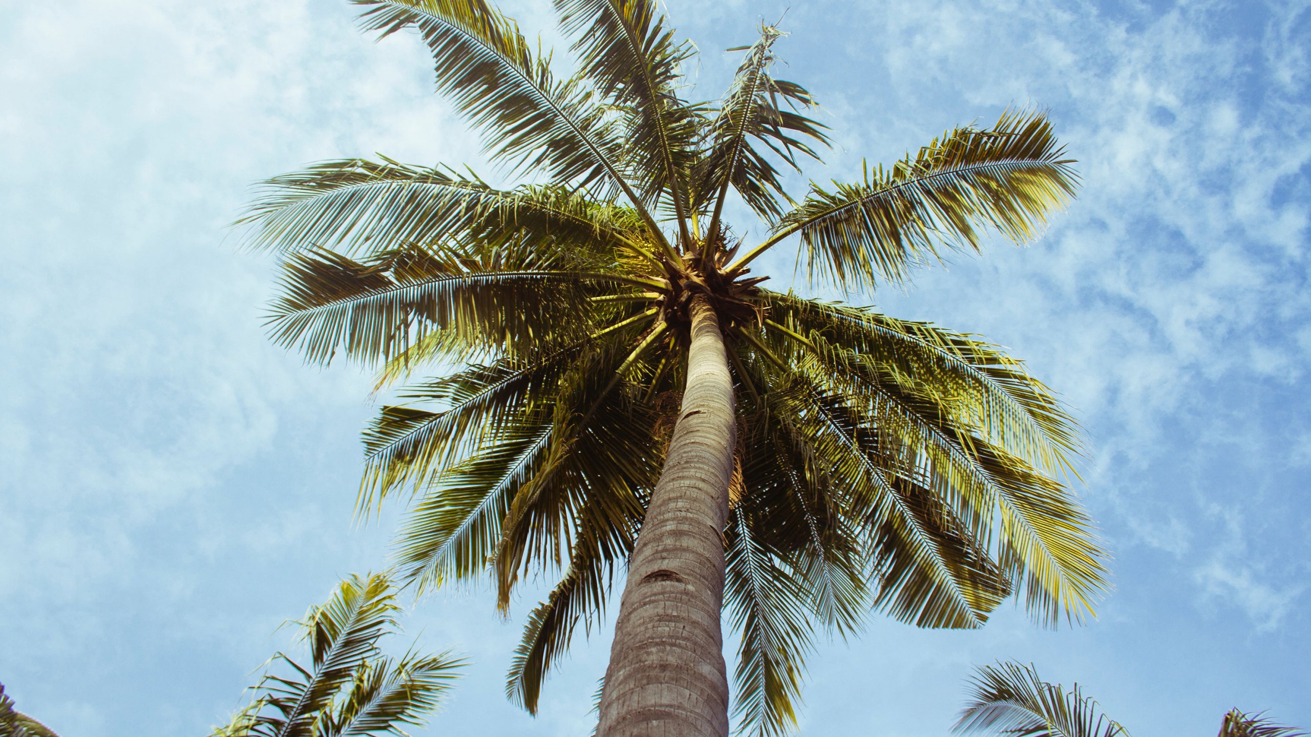 Palm Tree Screensaver Wallpapers