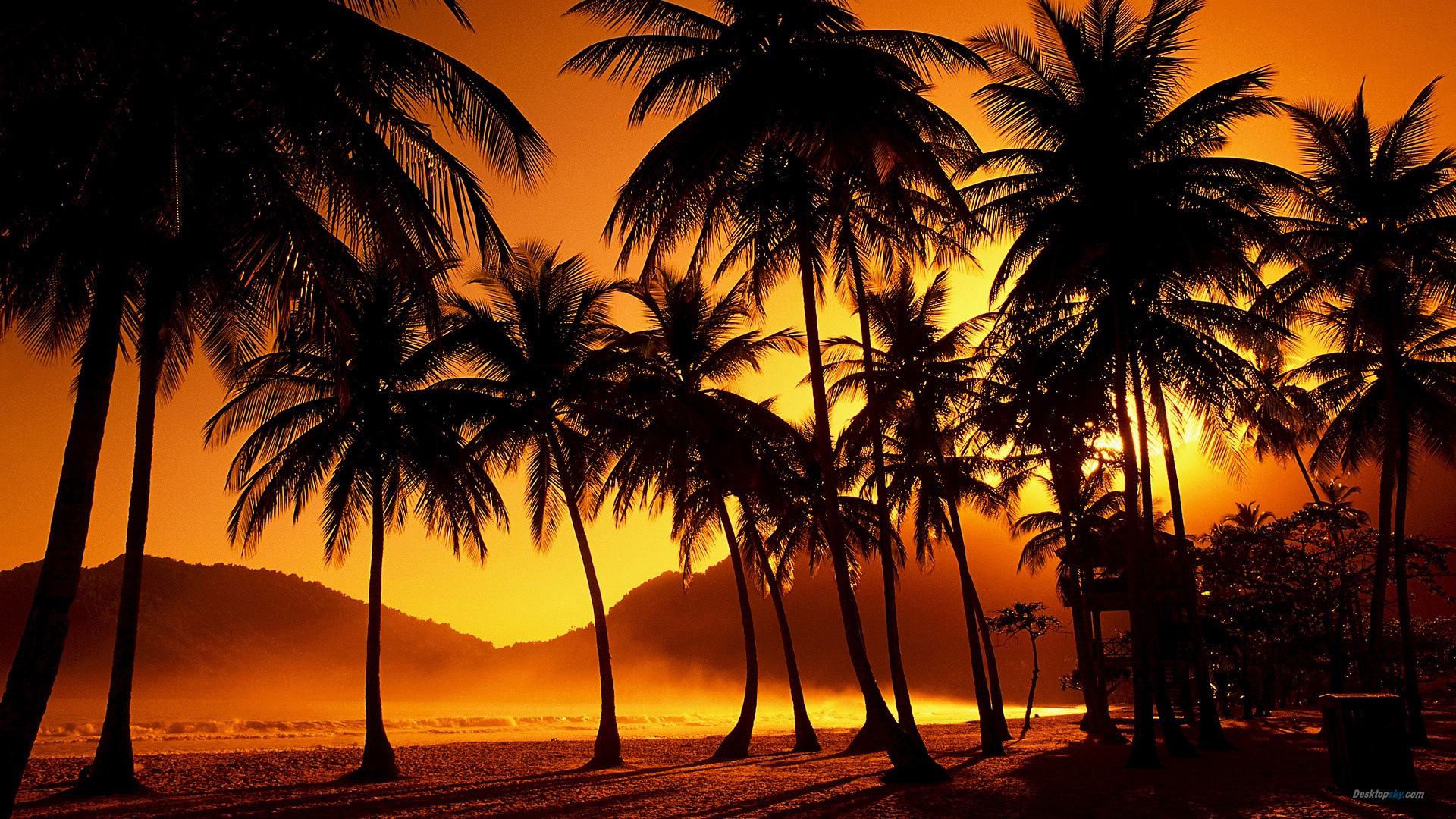 Palm Tree Screensaver Wallpapers