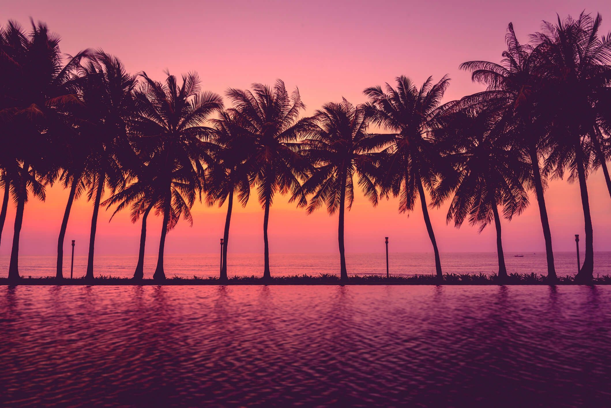 Palm Tree Screensaver Wallpapers