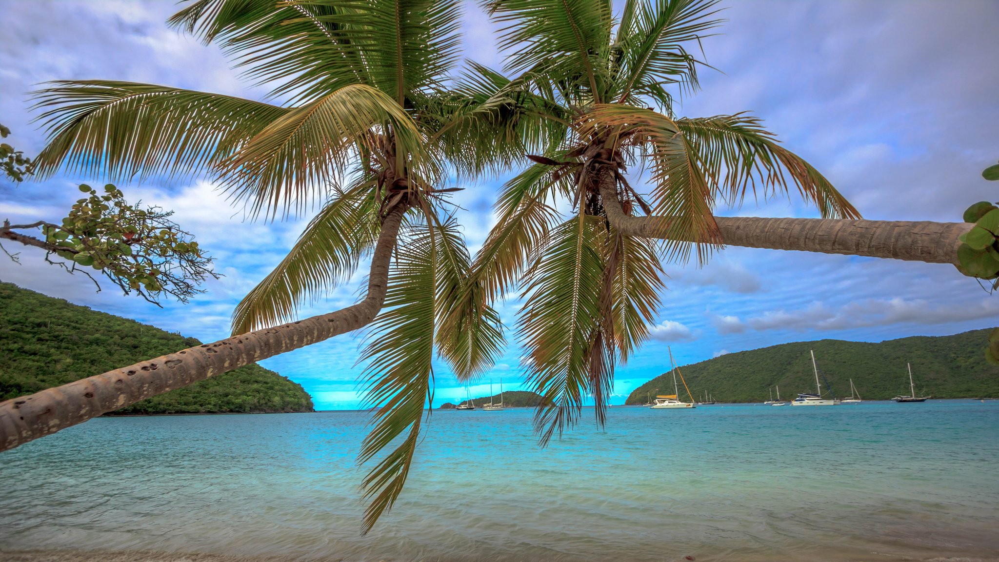 Palm Tree Screensaver Wallpapers