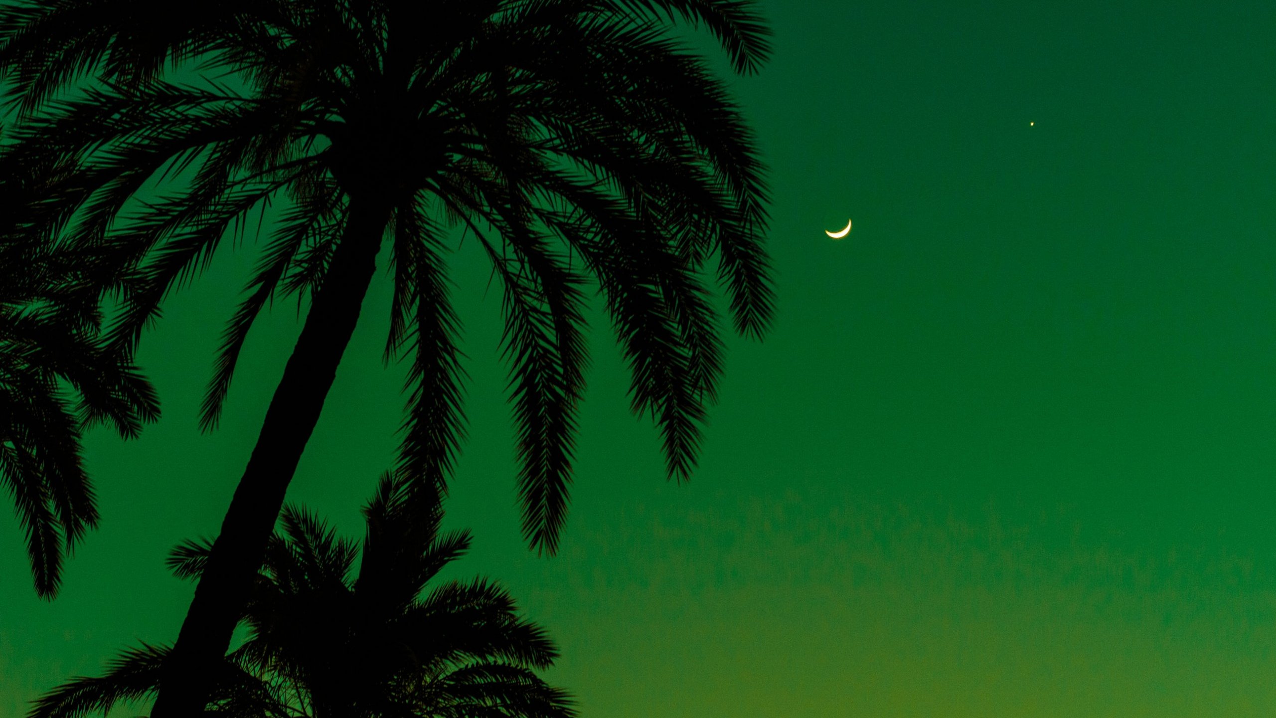 Palm Tree Screensaver Wallpapers