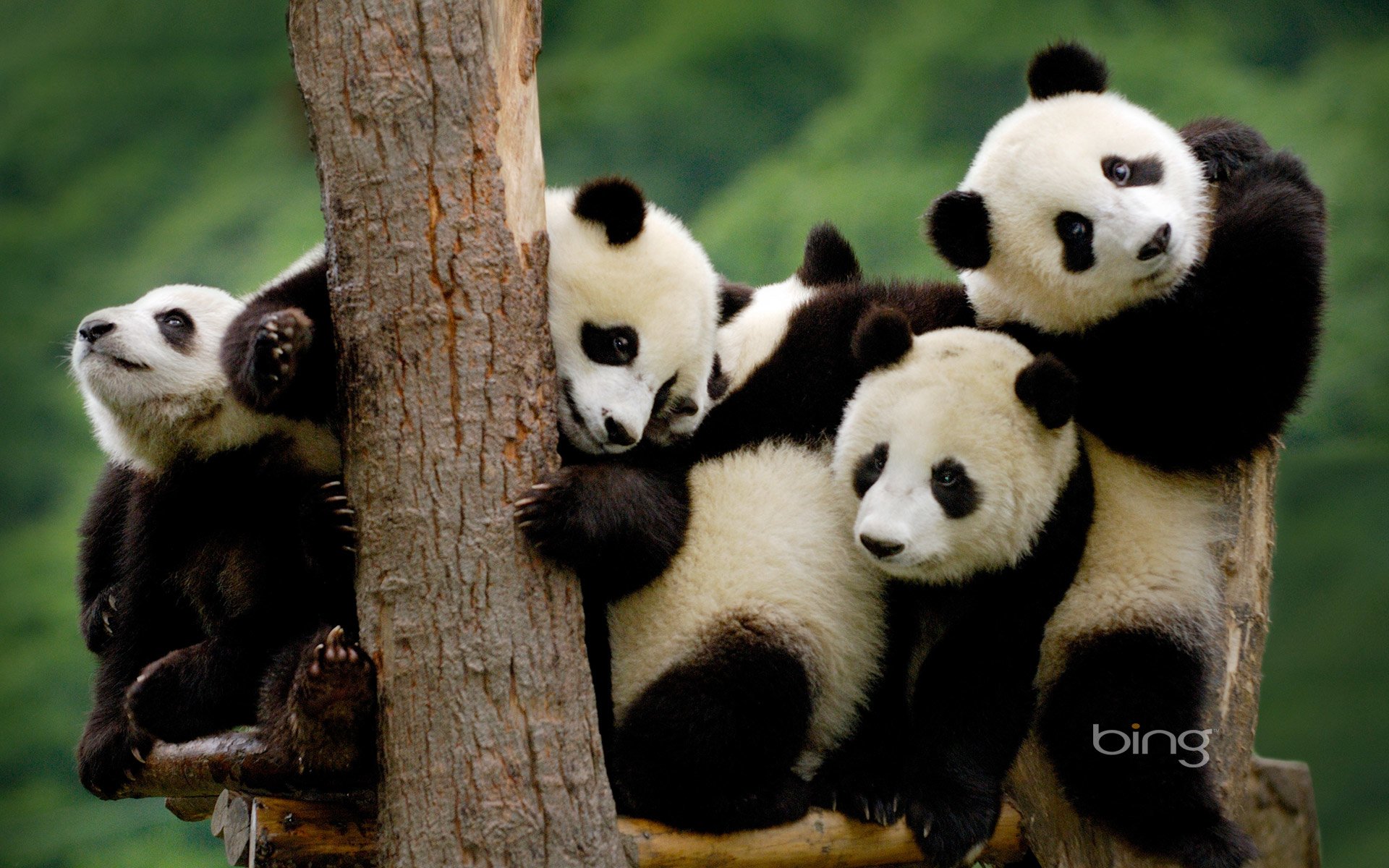 Panda Hd Wallpapers