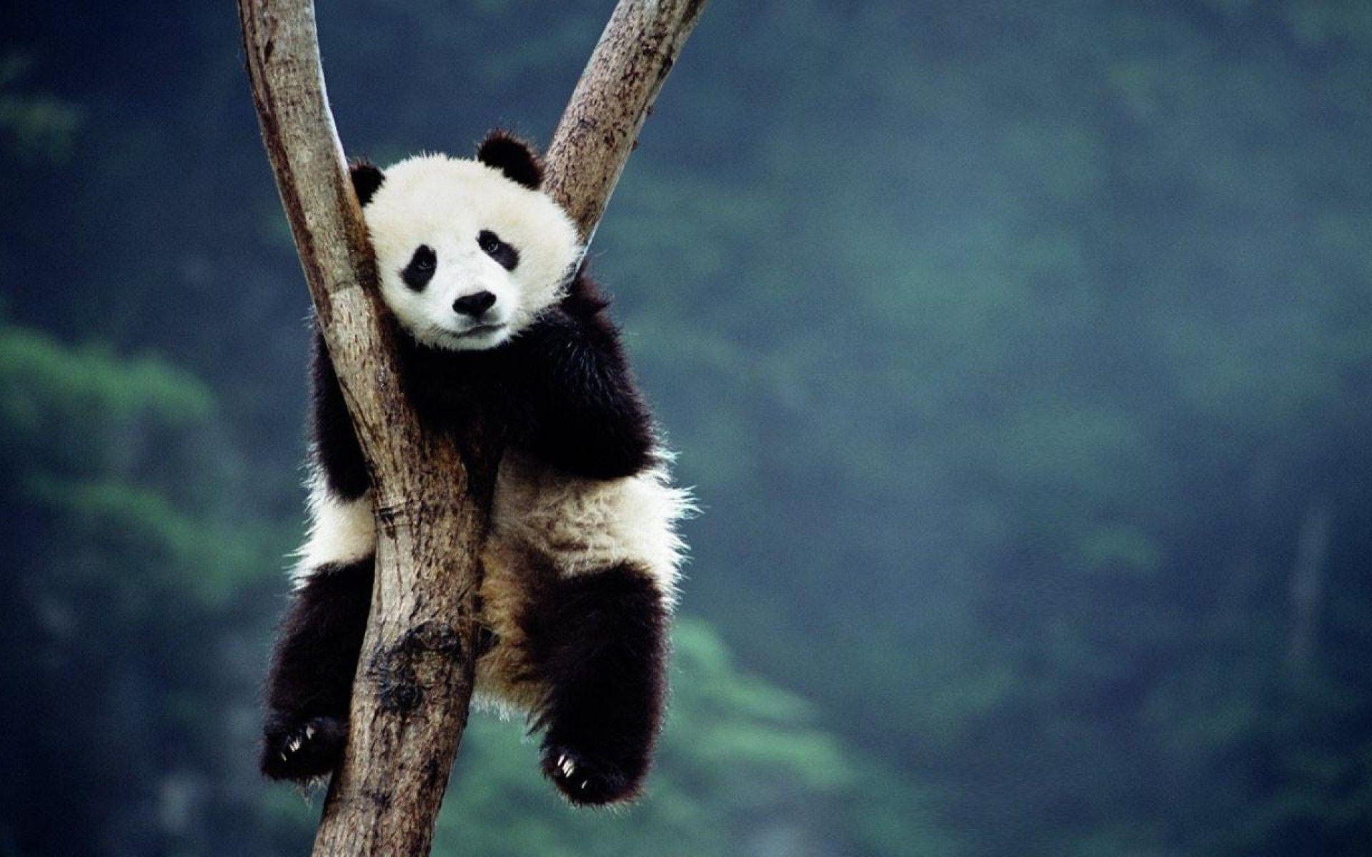 Panda Hd Wallpapers