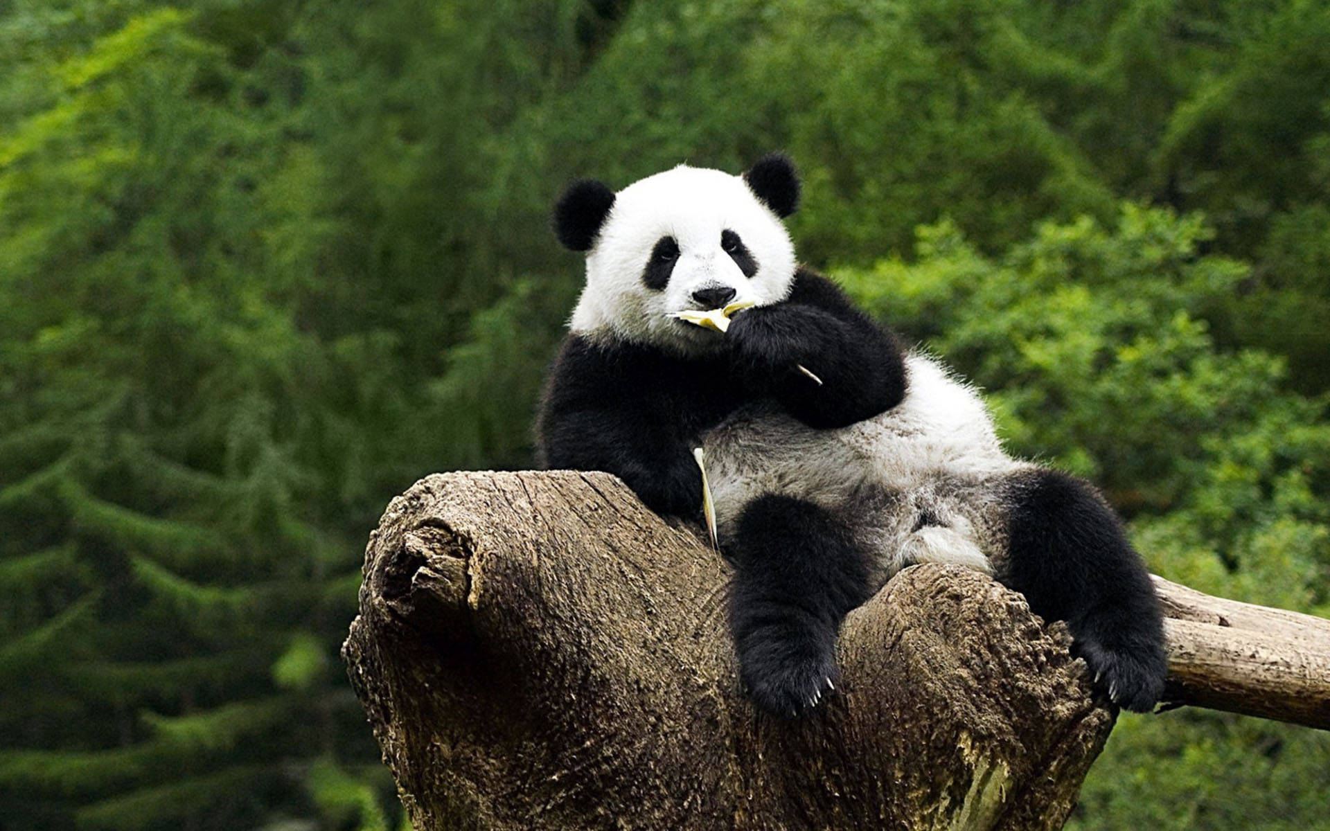 Panda Hd Wallpapers