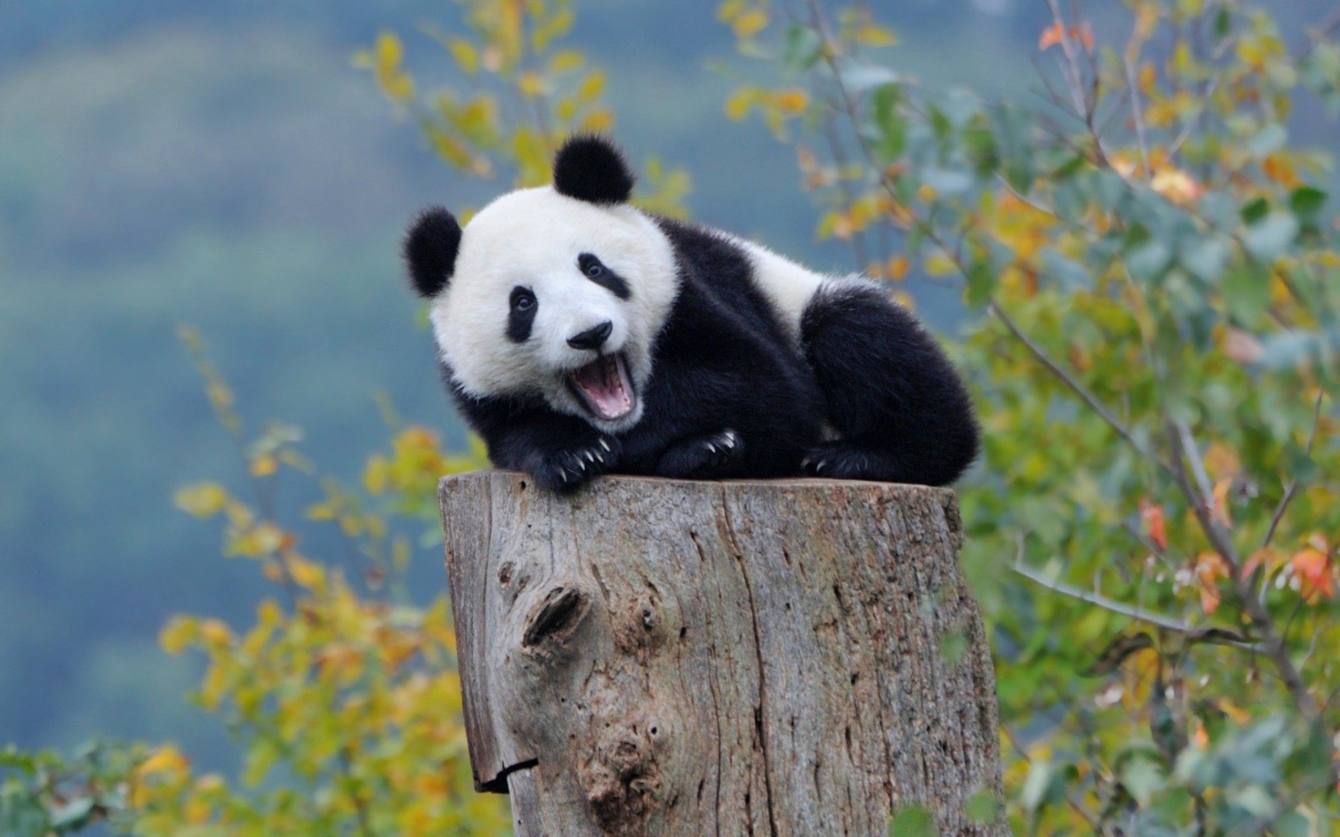 Panda Hd Wallpapers