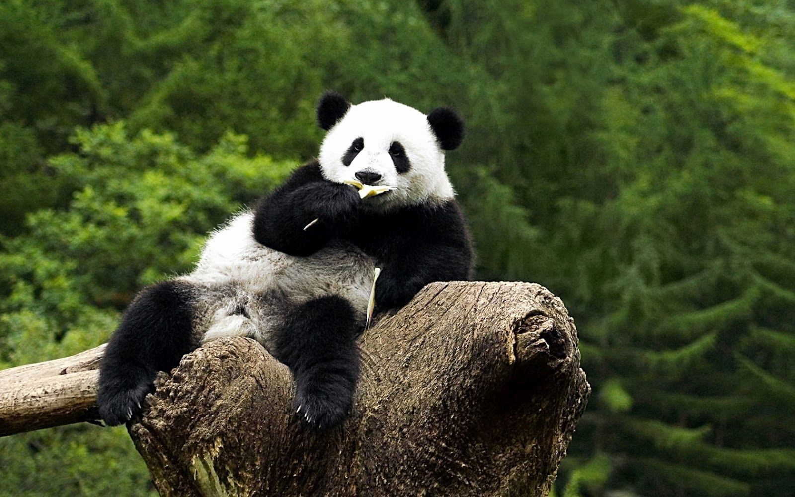 Panda Hd Wallpapers