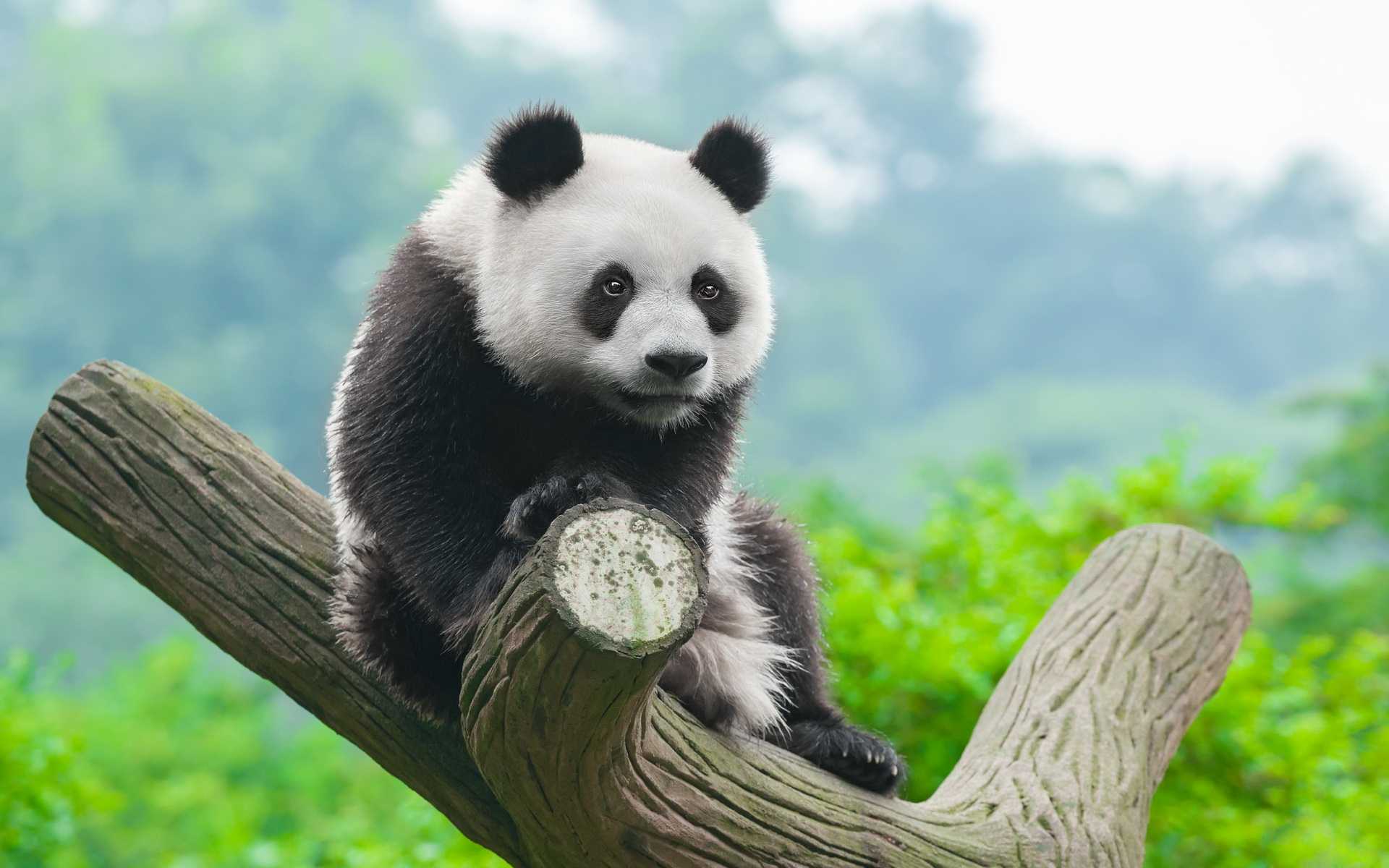 Panda Hd Wallpapers