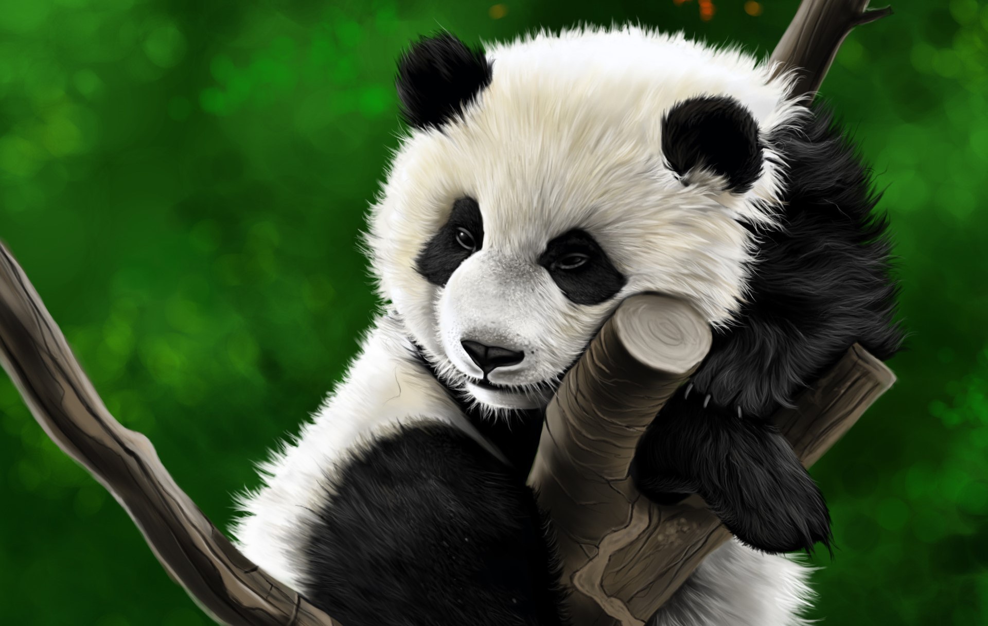 Panda Hd Wallpapers