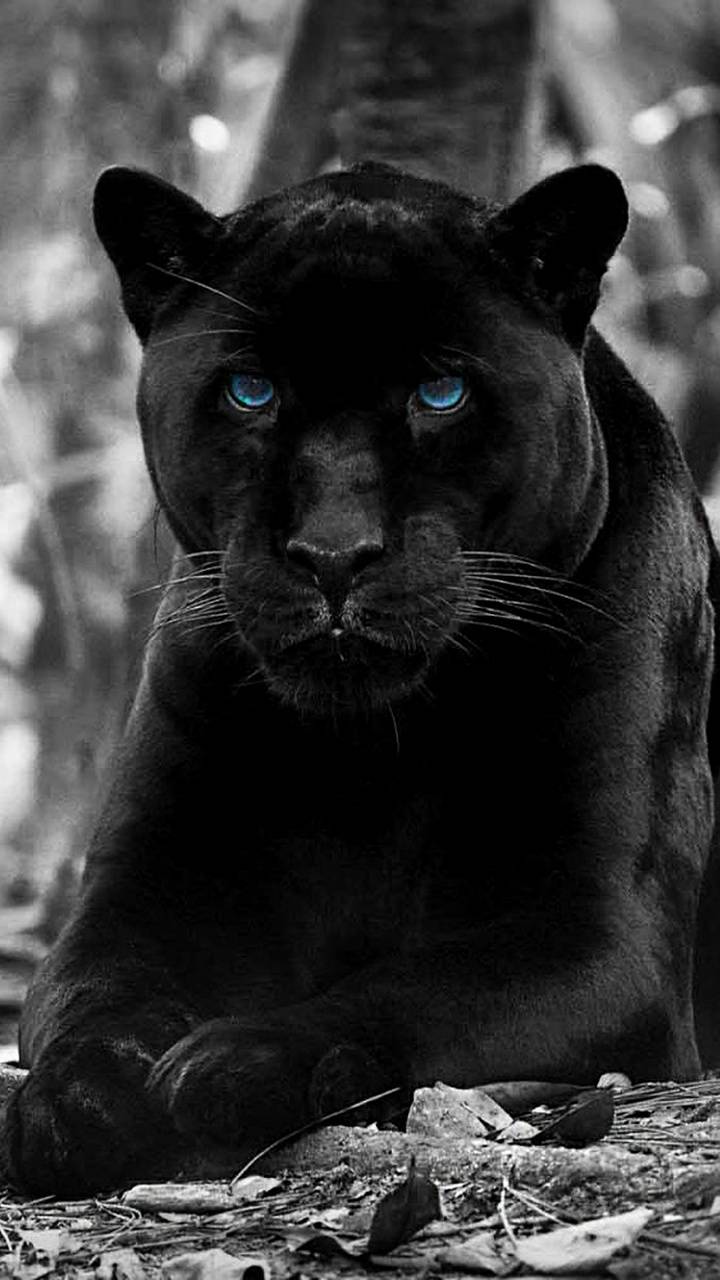 Panther Iphone Wallpapers