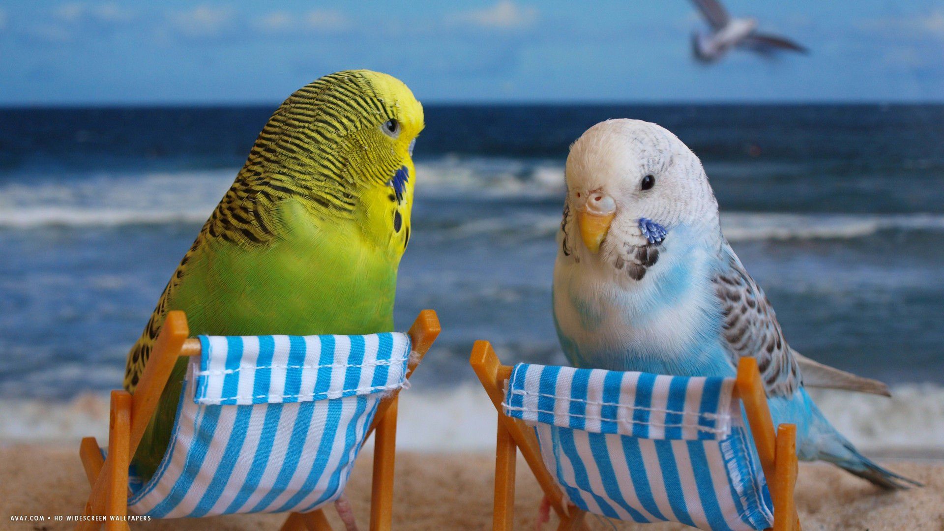 Parakeet Wallpapers