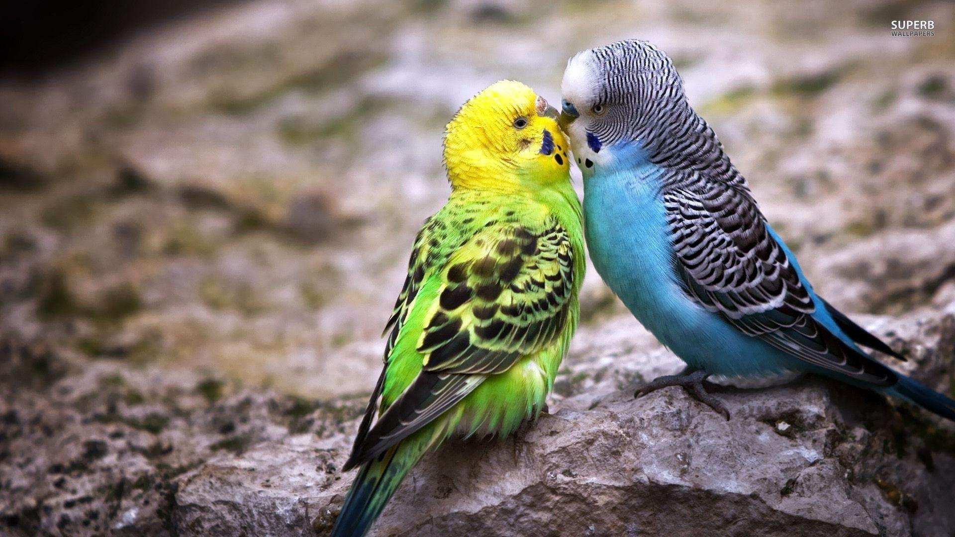 Parakeet Wallpapers