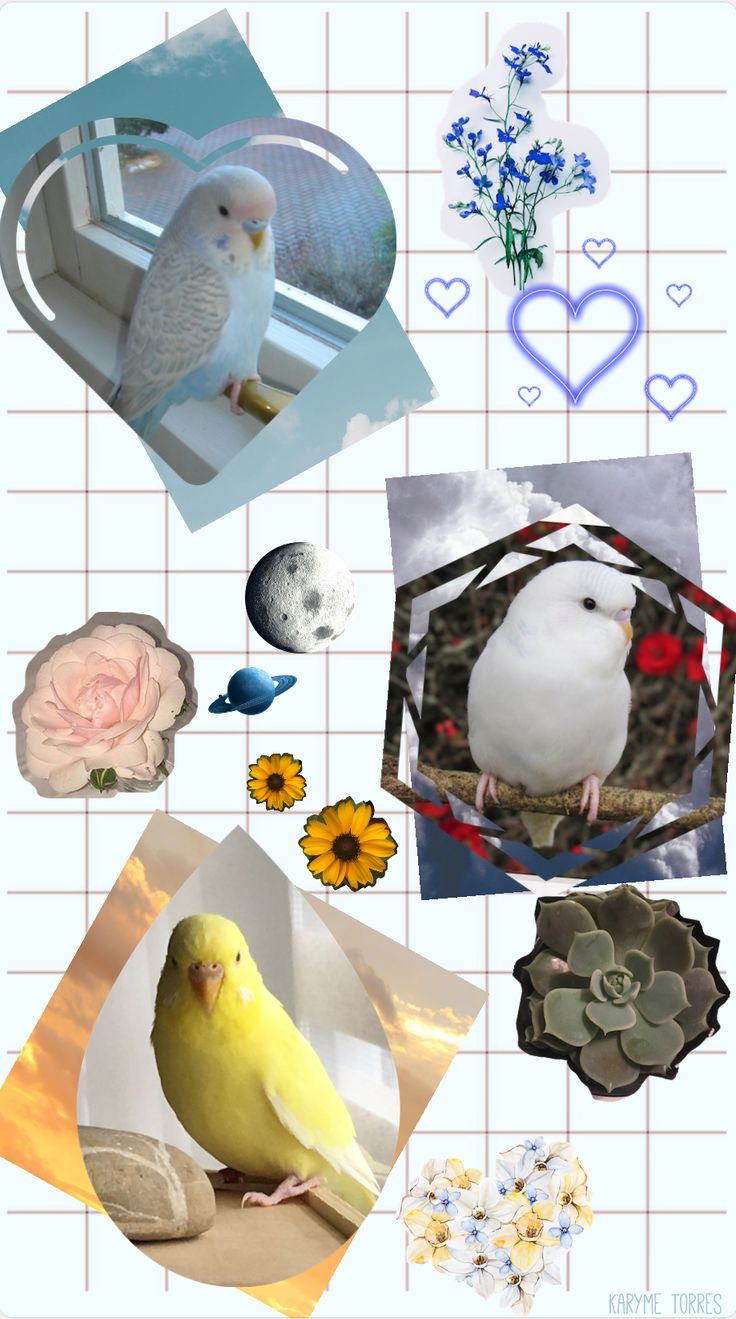 Parakeet Wallpapers