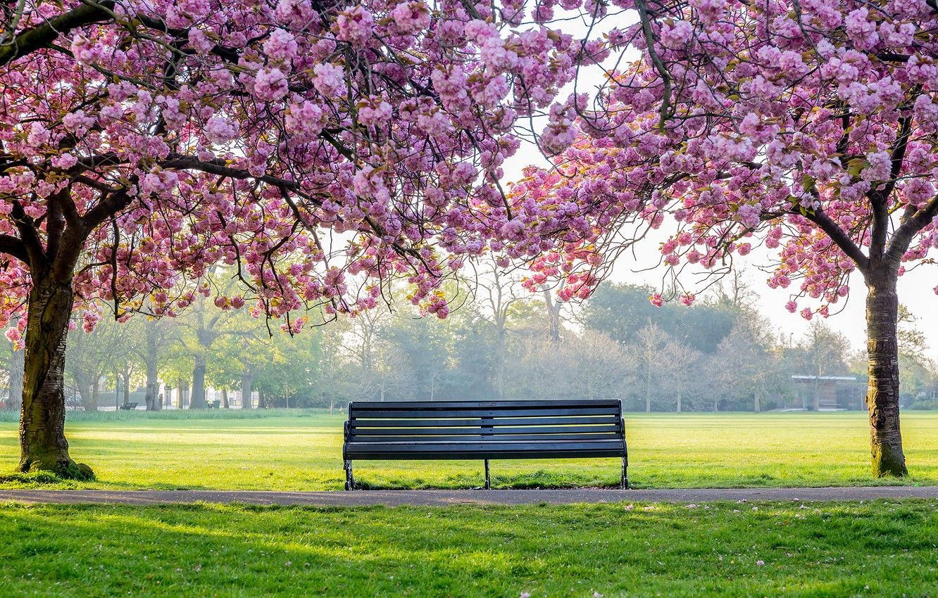 Park In Spring Wallpapers