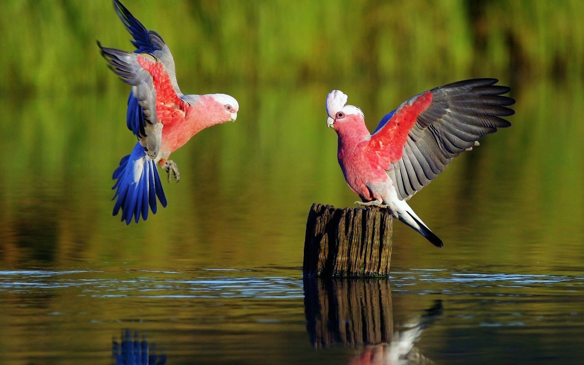 Parrot Bird Pictures Wallpapers