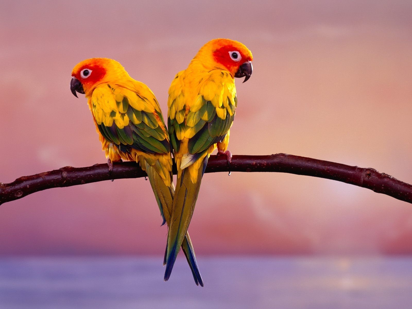 Parrot Bird Pictures Wallpapers