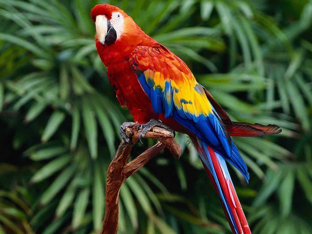 Parrot Bird Pictures Wallpapers