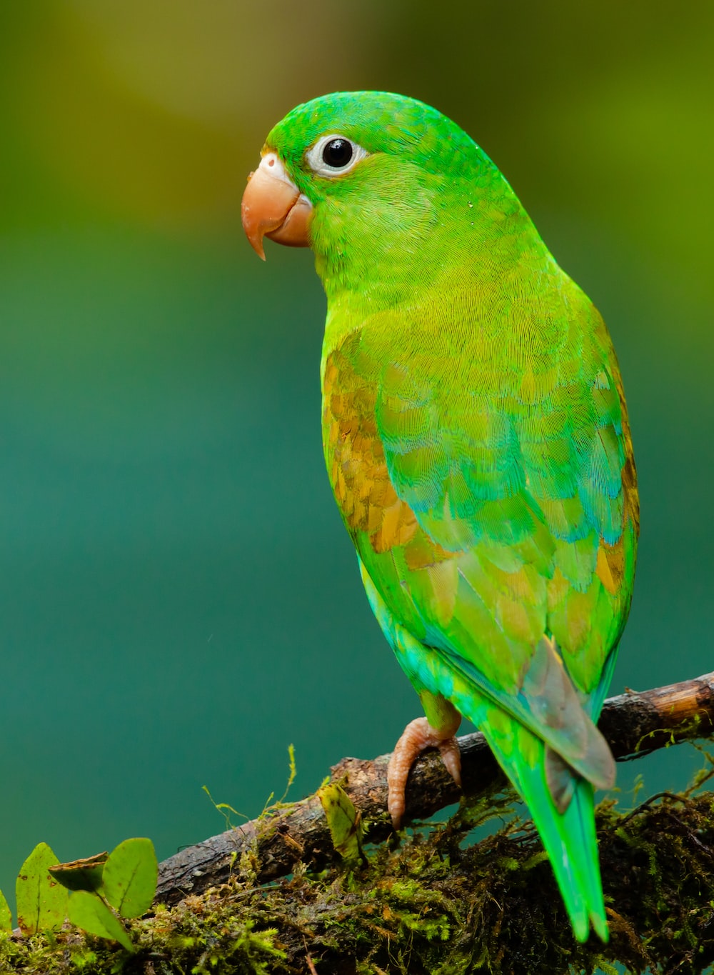 Parrot Bird Pictures Wallpapers