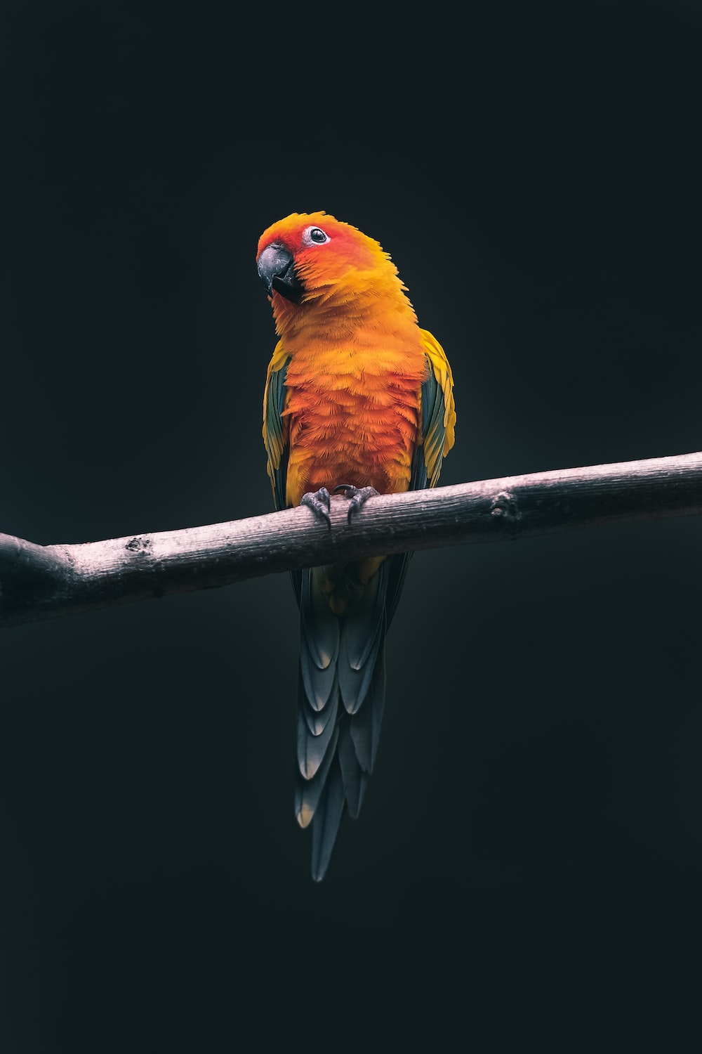 Parrot Bird Pictures Wallpapers