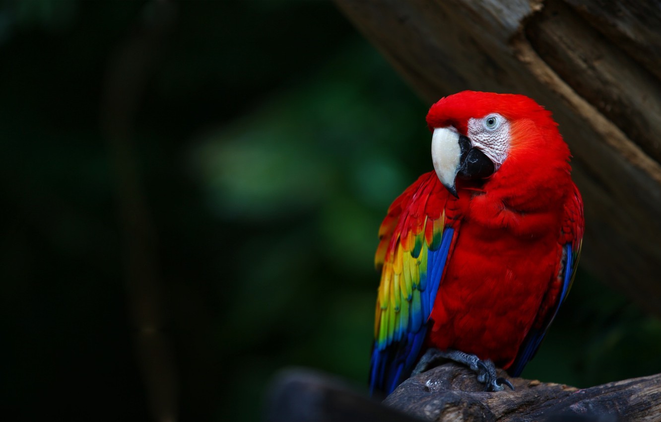 Parrot Bird Pictures Wallpapers