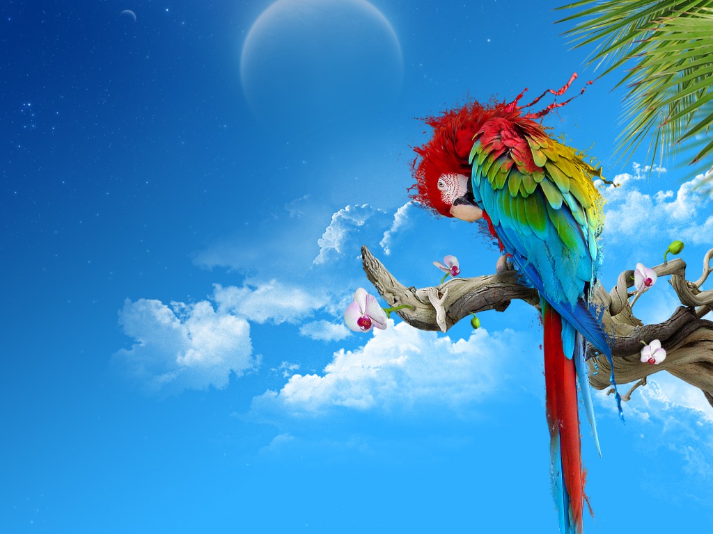 Parrot Bird Pictures Wallpapers