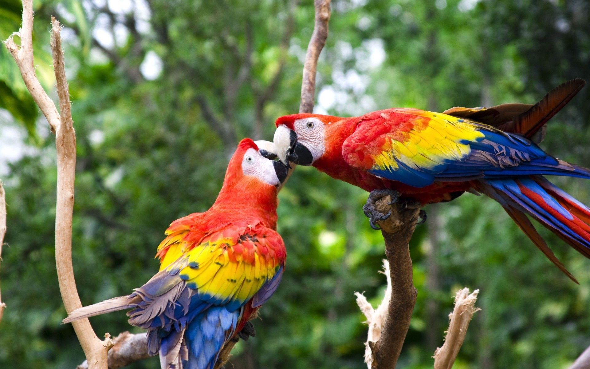 Parrot Bird Pictures Wallpapers