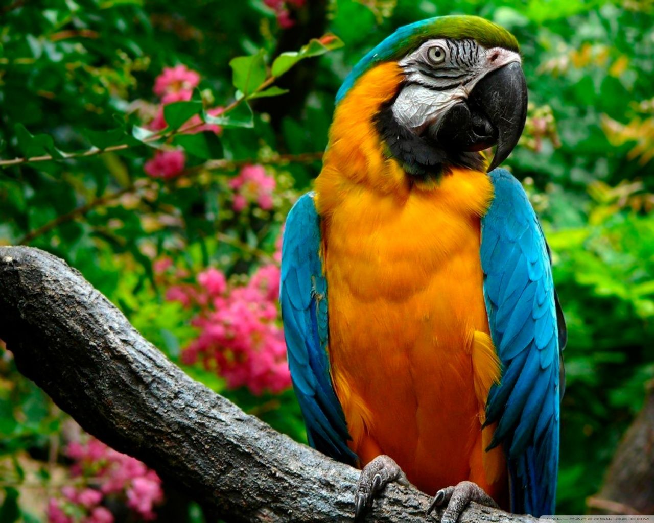 Parrot Bird Pictures Wallpapers