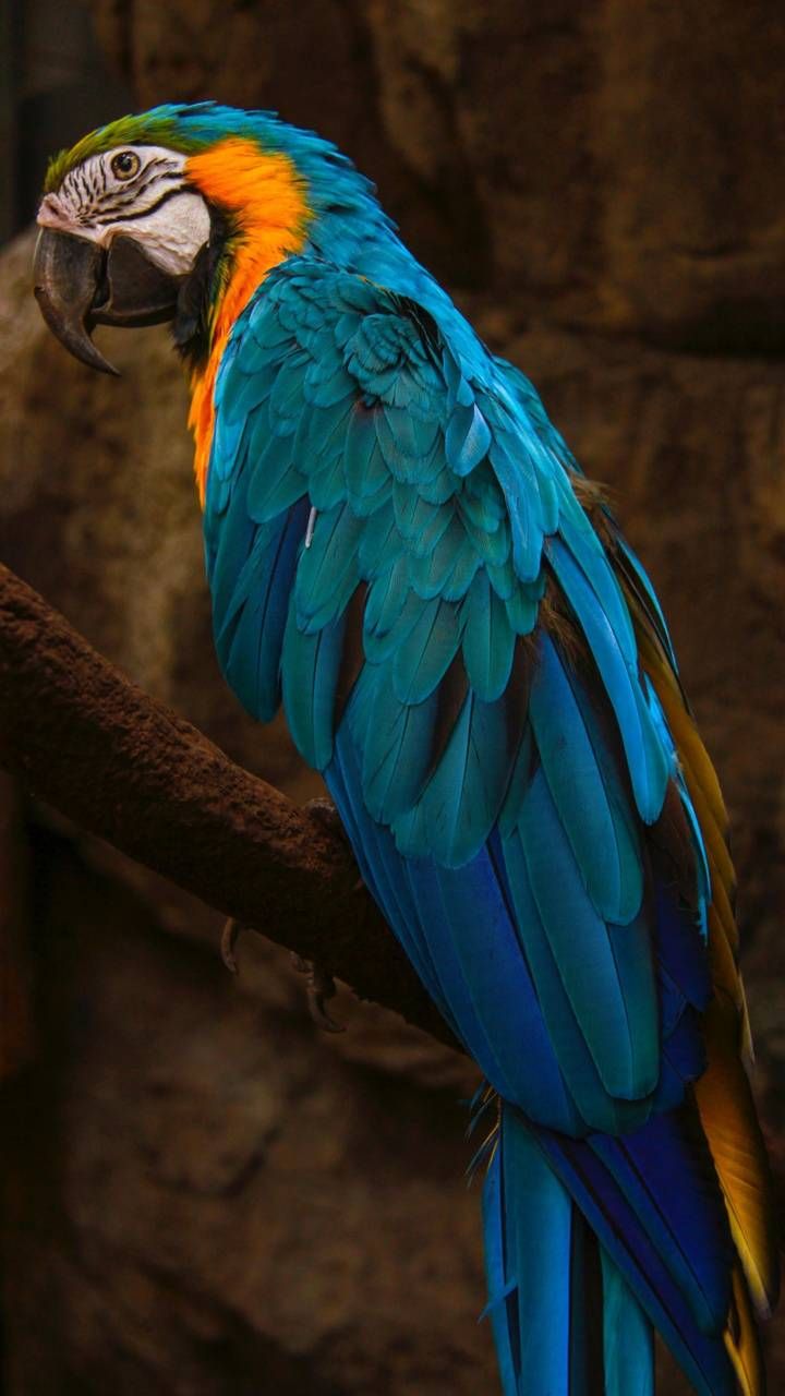 Parrot Bird Pictures Wallpapers