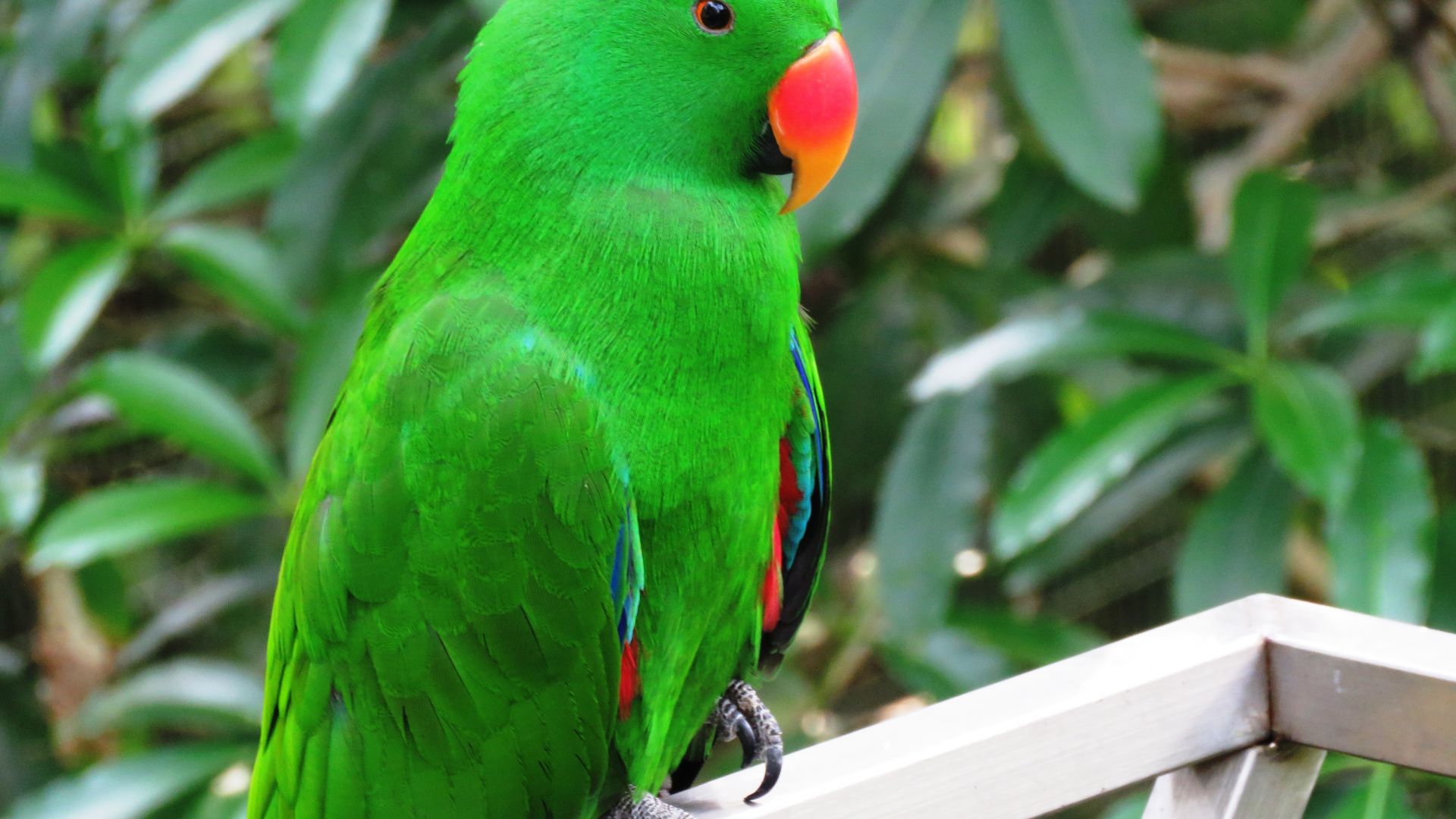 Parrot Bird Pictures Wallpapers