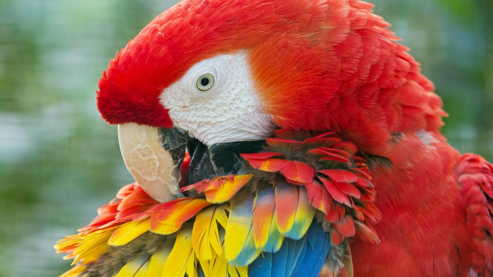 Parrot Bird Pictures Wallpapers