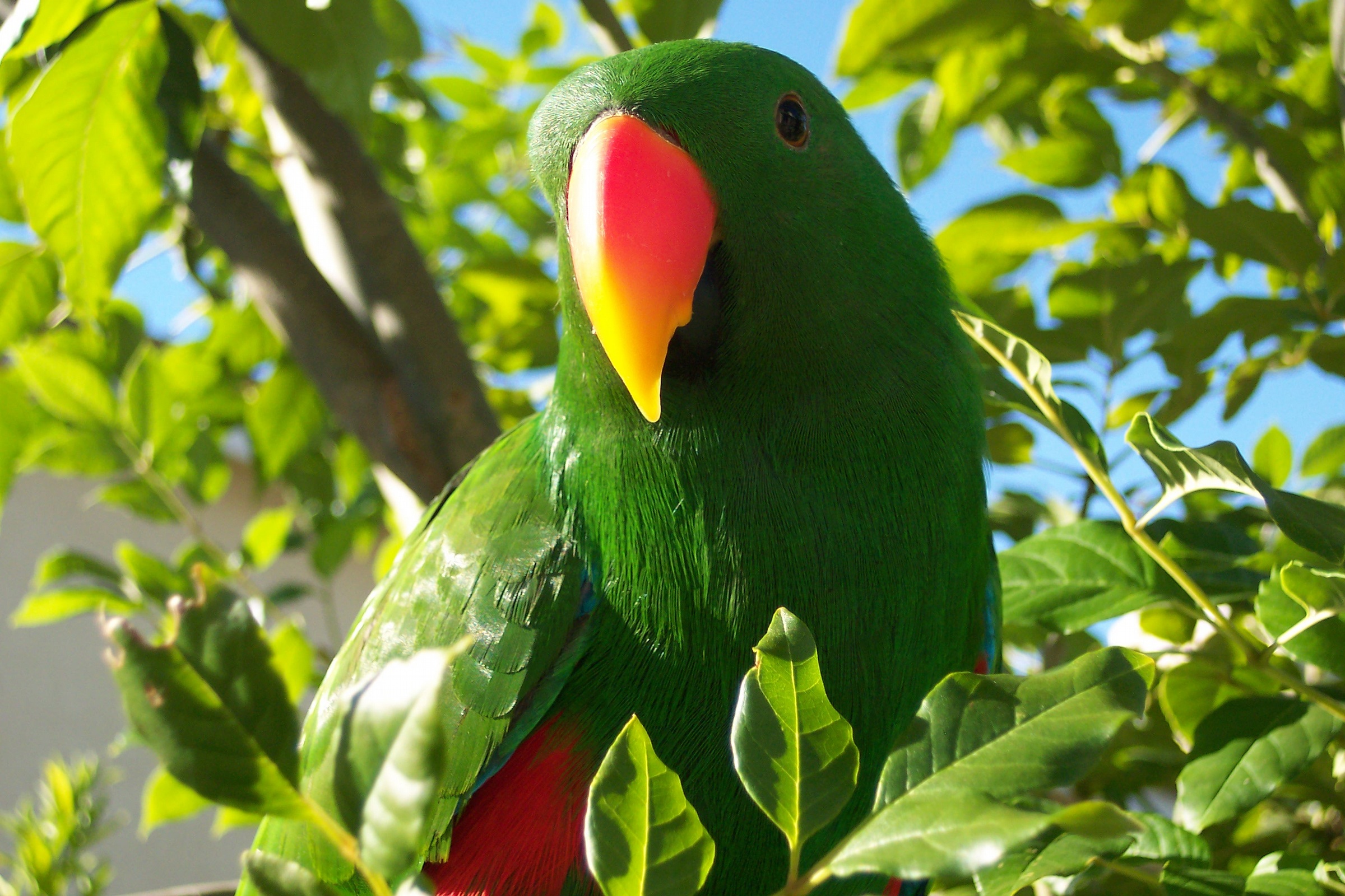 Parrot Bird Pictures Wallpapers