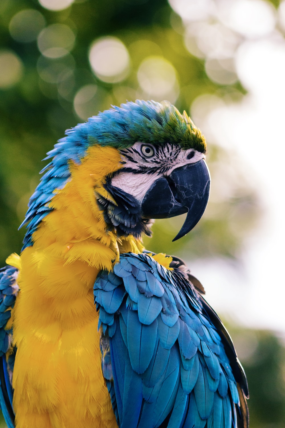 Parrot Bird Pictures Wallpapers