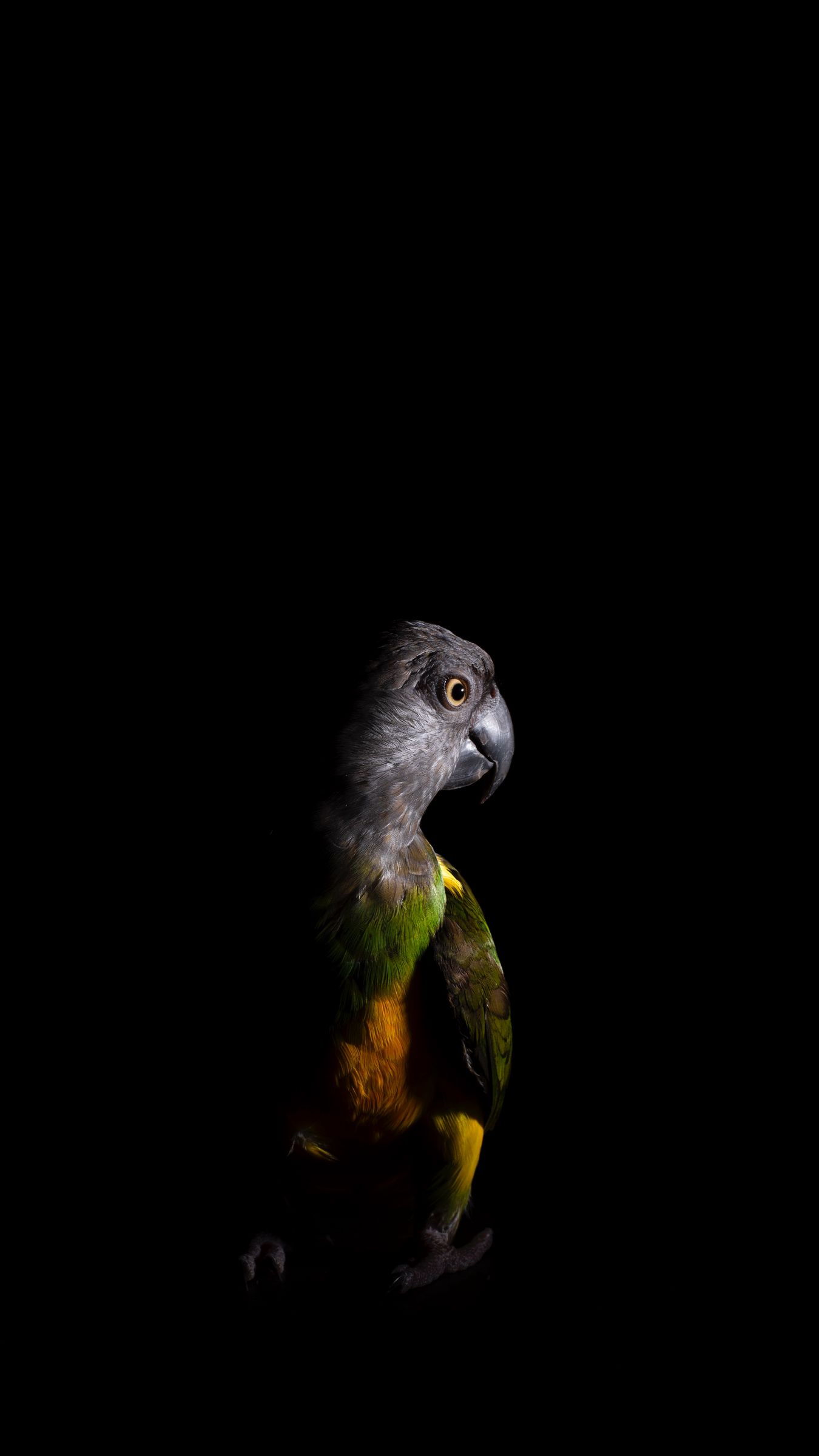 Parrot Bird Pictures Wallpapers