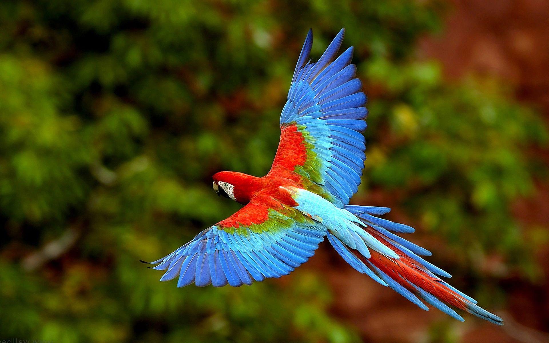 Parrot Bird Pictures Wallpapers