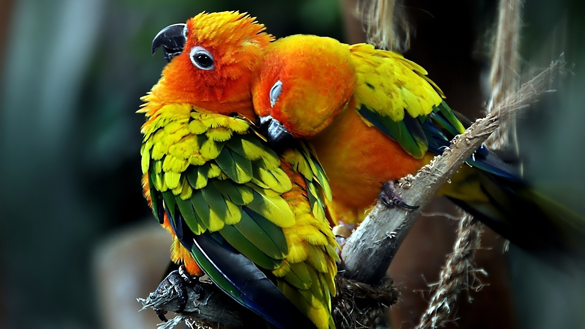 Parrot Bird Pictures Wallpapers