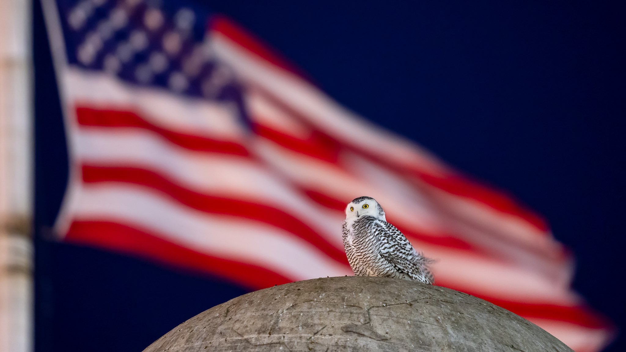 Patriotic Owl Wallpapers