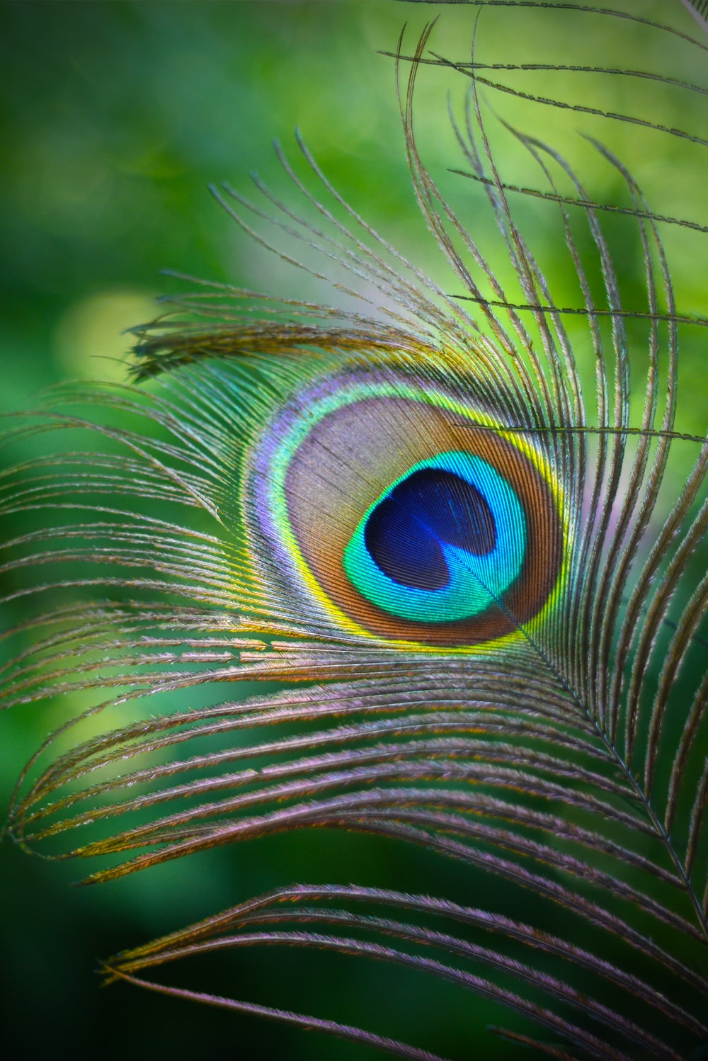 Peacock Feather Wallpapers