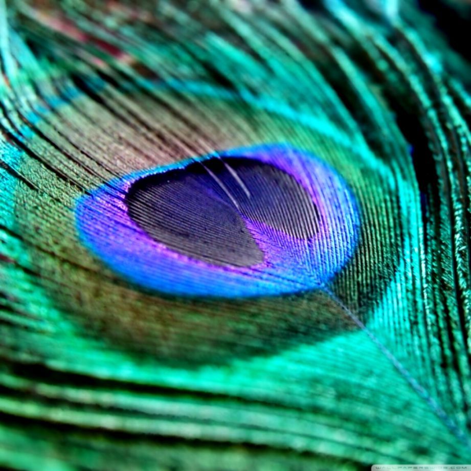 Peacock Feather Wallpapers