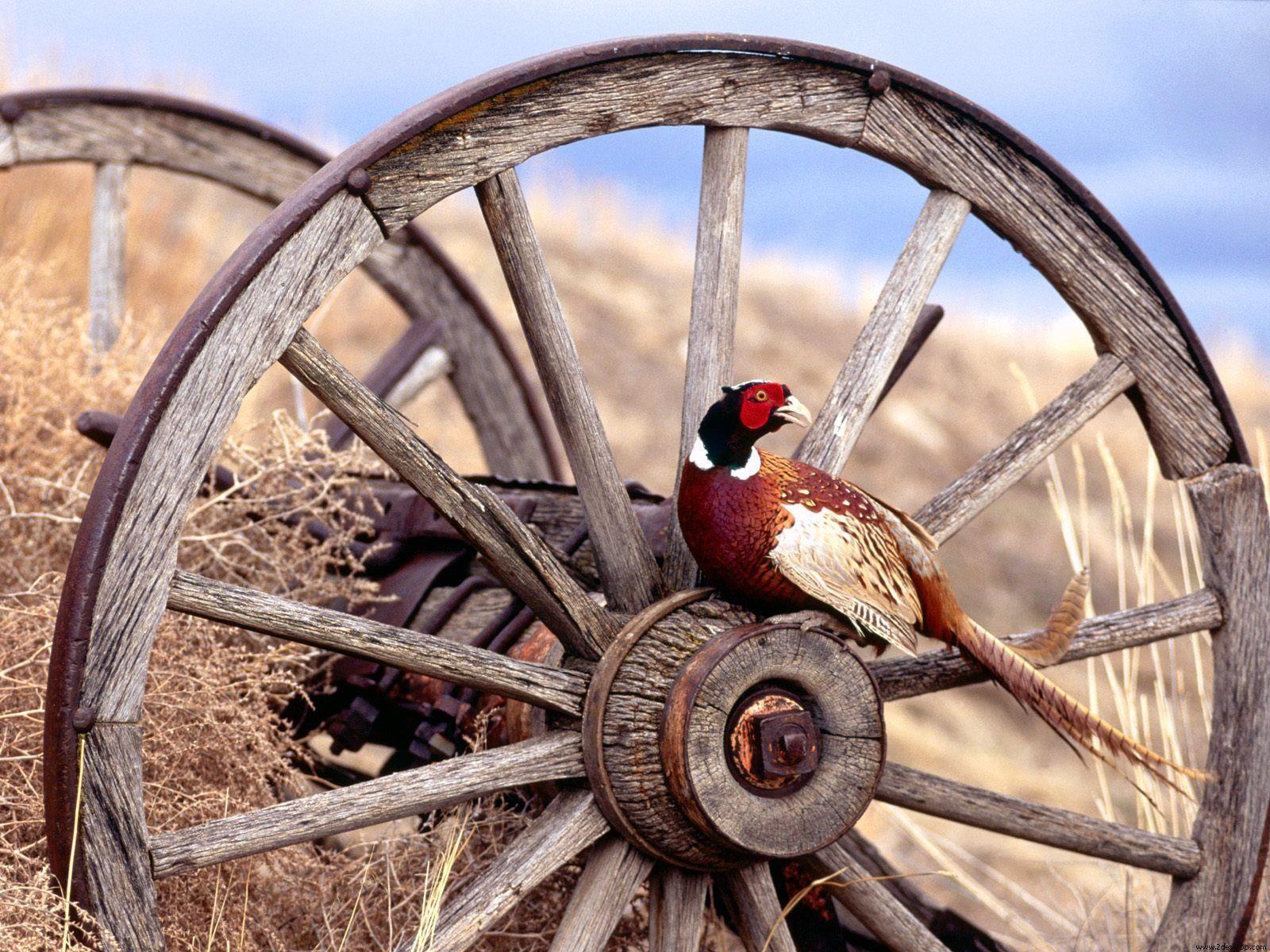 Pheasant Hunting Wallpapers